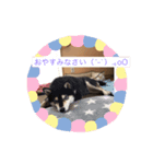 黒柴ナル（個別スタンプ：2）