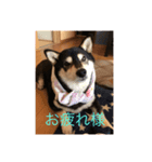 黒柴ナル（個別スタンプ：3）