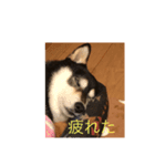 黒柴ナル（個別スタンプ：4）