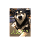 黒柴ナル（個別スタンプ：5）