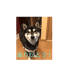 黒柴ナル（個別スタンプ：8）