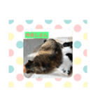 うちゃんスタンプ（個別スタンプ：12）