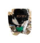 うちゃんスタンプ（個別スタンプ：16）