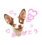 おもしろ可愛いチワワンズ（個別スタンプ：3）