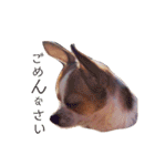 おもしろ可愛いチワワンズ（個別スタンプ：4）