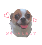 おもしろ可愛いチワワンズ（個別スタンプ：6）