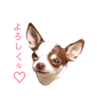 おもしろ可愛いチワワンズ（個別スタンプ：7）