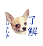 おもしろ可愛いチワワンズ（個別スタンプ：8）