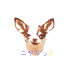 おもしろ可愛いチワワンズ（個別スタンプ：9）
