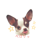 おもしろ可愛いチワワンズ（個別スタンプ：10）