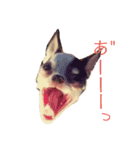 おもしろ可愛いチワワンズ（個別スタンプ：13）
