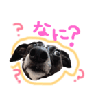 イタグレ おでのスタンプ（個別スタンプ：23）