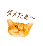 ミニドヤ猫の毎日使いやすいスタンプ（個別スタンプ：13）