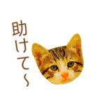 ミニドヤ猫の毎日使いやすいスタンプ（個別スタンプ：23）