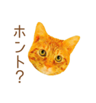 ミニドヤ猫の毎日使いやすいスタンプ（個別スタンプ：25）