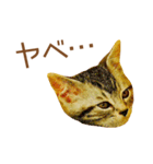 ミニドヤ猫の毎日使いやすいスタンプ（個別スタンプ：27）