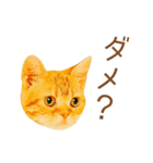 ミニドヤ猫の毎日使いやすいスタンプ（個別スタンプ：31）