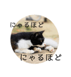 わんにゃんひとこと（個別スタンプ：2）