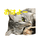 みーちゃんスタンプ  第1弾（個別スタンプ：1）