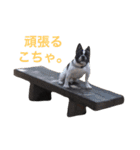 フレンチブルドッグのこりき 2（個別スタンプ：11）