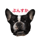 フレンチブルドッグのこりき 2（個別スタンプ：13）