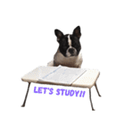 フレンチブルドッグのこりき 2（個別スタンプ：21）