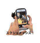 フレンチブルドッグのこりき 2（個別スタンプ：26）
