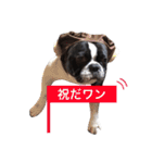 フレンチブルドッグのこりき 2（個別スタンプ：27）