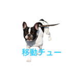 フレンチブルドッグのこりき 2（個別スタンプ：28）