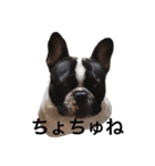 フレンチブルドッグのこりき 2（個別スタンプ：35）