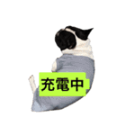 フレンチブルドッグのこりき 2（個別スタンプ：37）
