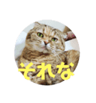 スコにゃん母娘（個別スタンプ：1）