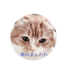 スコにゃん母娘（個別スタンプ：2）