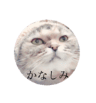スコにゃん母娘（個別スタンプ：3）