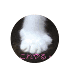 スコにゃん母娘（個別スタンプ：4）