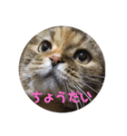 スコにゃん母娘（個別スタンプ：5）