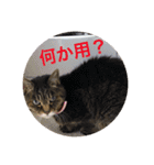 スコにゃん母娘（個別スタンプ：7）
