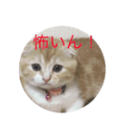 スコにゃん母娘（個別スタンプ：8）