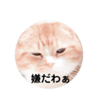 スコにゃん母娘（個別スタンプ：12）