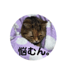 スコにゃん母娘（個別スタンプ：15）