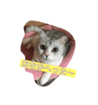 猫のここちゃん。（個別スタンプ：3）