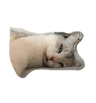 猫のここちゃん。（個別スタンプ：4）