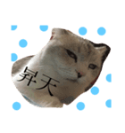 猫のここちゃん。（個別スタンプ：5）