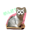 猫のここちゃん。（個別スタンプ：6）