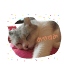 猫のここちゃん。（個別スタンプ：8）