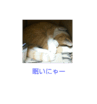 猫の日常の居場所（個別スタンプ：1）