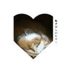 猫の日常の居場所（個別スタンプ：3）