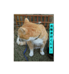 猫の日常の居場所（個別スタンプ：5）