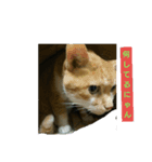 猫の日常の居場所（個別スタンプ：8）