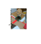 猫の日常の居場所（個別スタンプ：10）